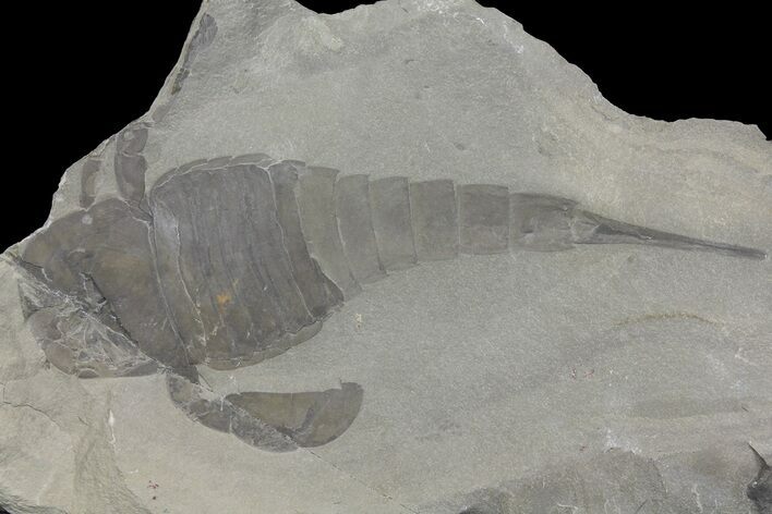 Eurypterus (Sea Scorpion) Fossil - New York #173031